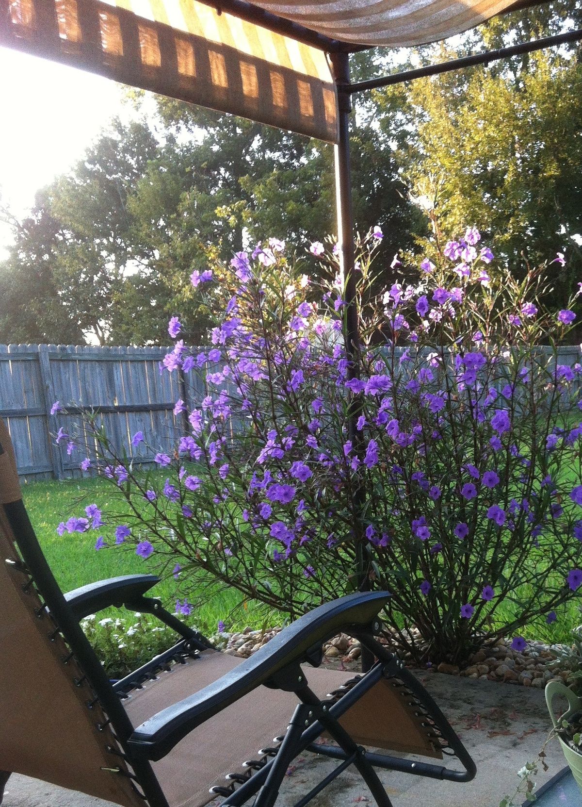 上班路上总会特别留意小区附近蓝花草，晨曦的光线撒在蓝紫色的花瓣上，在绿绿的叶丛衬托下，格外的美丽动人