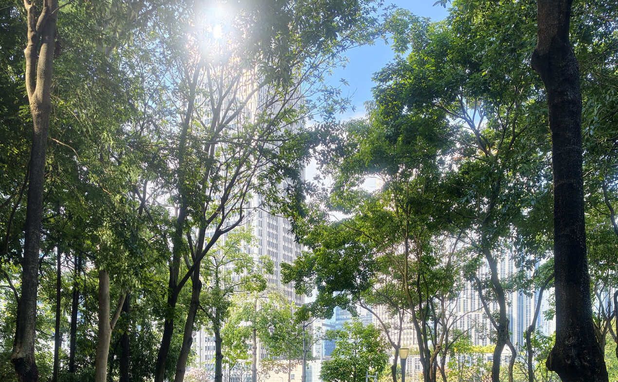 每天上午送完孩子去到公司都非常的早，我就会去附近的公园溜达几圈。早晨的阳光真的很舒服，光线透过树叶，产生斑驳的光影。这也是我一天中最放松最享受的时候。