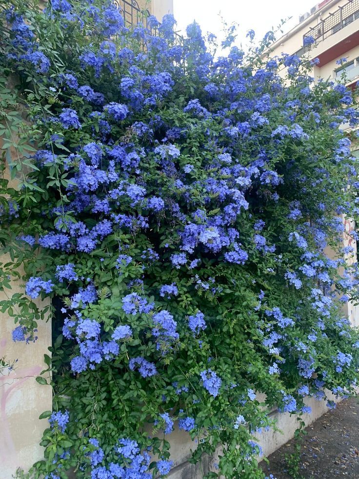 公司楼下的花坛养了不少蓝花丹,它们的花瓣上有粉粉的蓝色,看起来很有吸引力